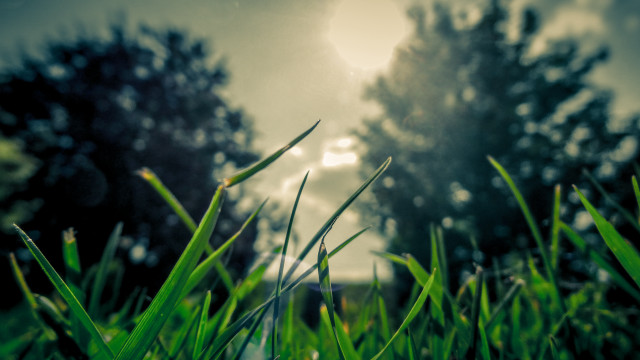 Grassy field trees sky clouds free wallpaper - medium preview image
