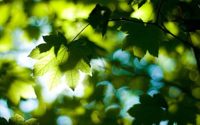 Leaf hanging sunlight green nature free wallpaper - medium preview image