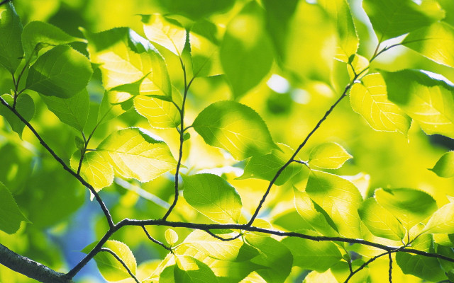 Tree branch leaves blue sky free wallpaper - medium preview image