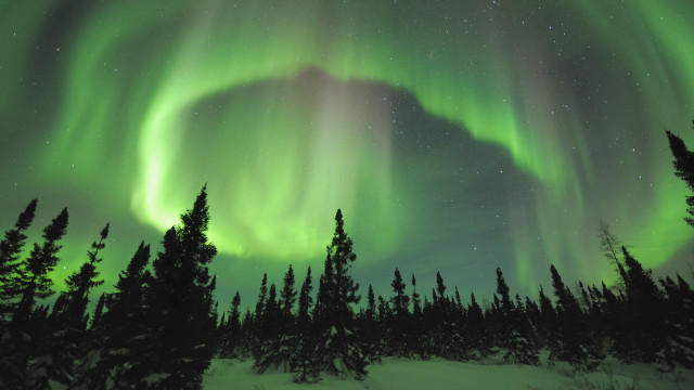 Green purple aurora borealis forest #3 free wallpaper - medium preview image