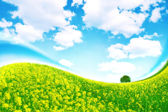 Yellow flowers blue sky clouds #9 free wallpaper - medium preview image