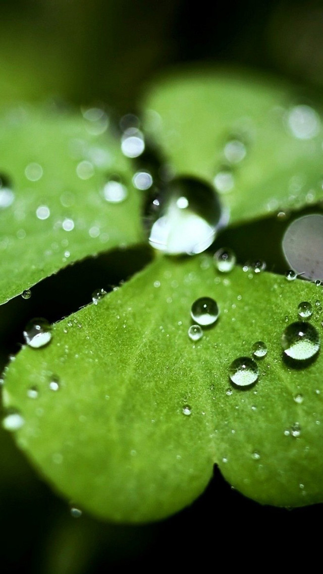 Green leaf water droplets black #9 free wallpaper - medium preview image