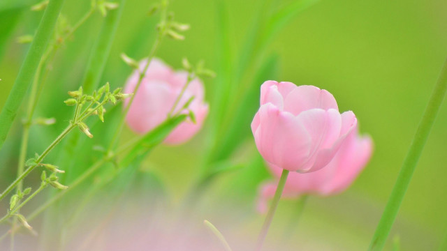 Pink flower macro bokeh soft free wallpaper - medium preview image