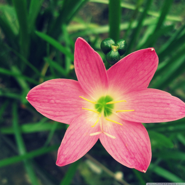 Pink flower green center blurry #2 free wallpaper - medium preview image