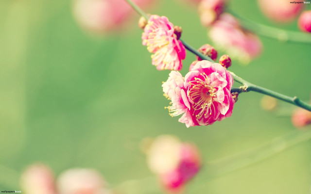 Pink flower branch bokeh macro free wallpaper - medium preview image