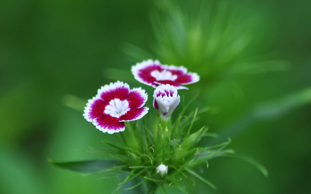 Two small flowers white red free wallpaper - medium preview image