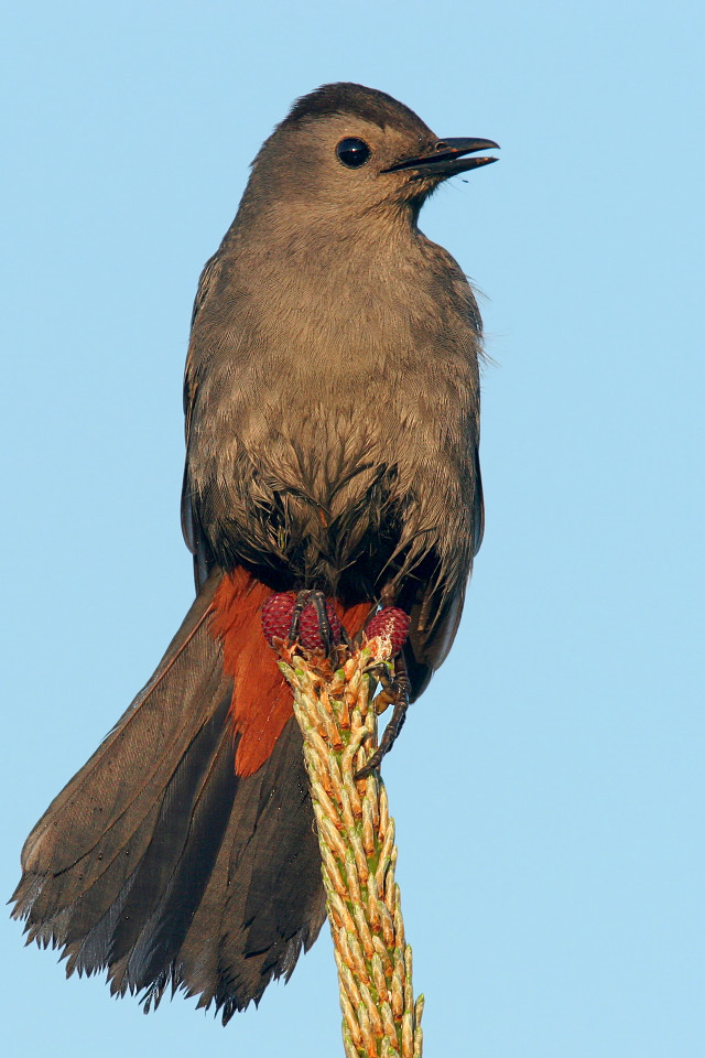Bird plant wings spread head free wallpaper - medium preview image