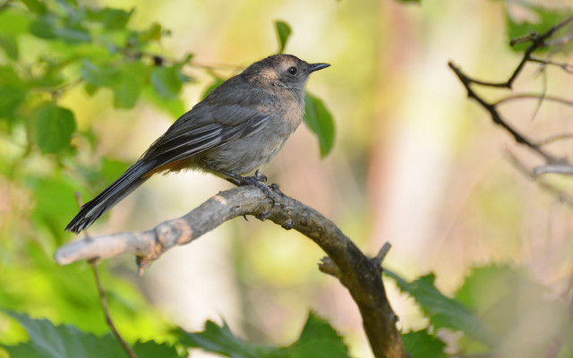 Bird perched branch tree leaves #3 free wallpaper - medium preview image