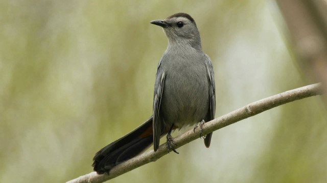 Bird sitting branch tree looking free wallpaper - medium preview image