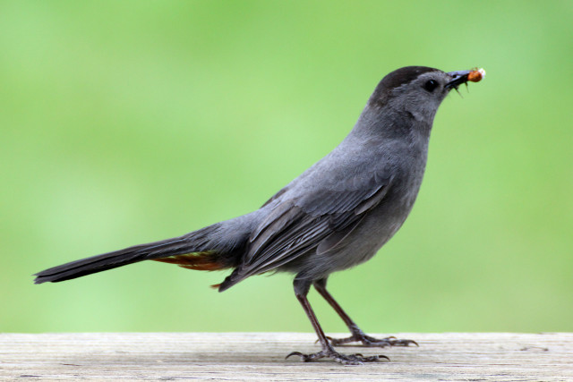Small bird food wooden surface free wallpaper - medium preview image