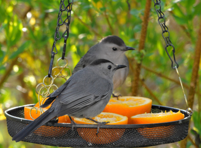 Two birds bird feeder eating free wallpaper - medium preview image