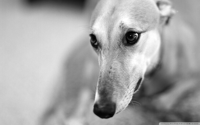Sad dog looking distance blurry free wallpaper - medium preview image