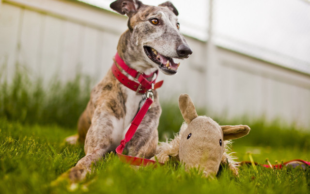 Dog sitting grass stuffed animal free wallpaper - medium preview image