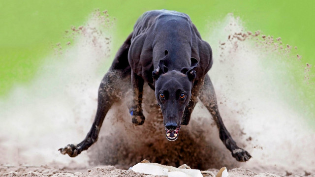 Dog running muddy field green free wallpaper - medium preview image