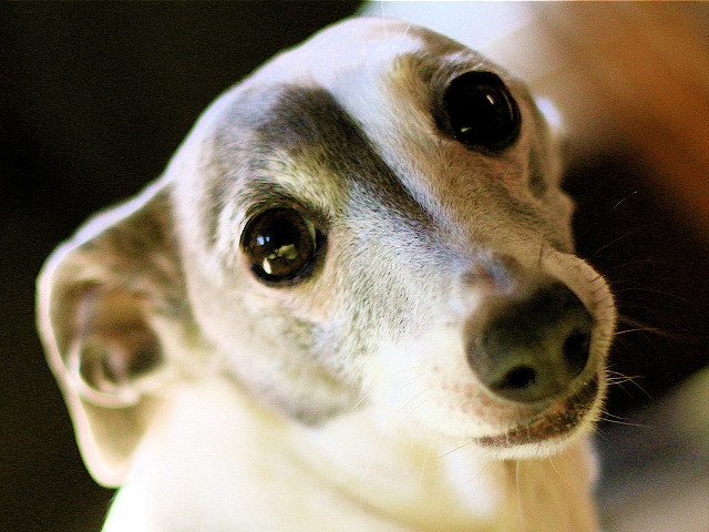 Dog black white nose white free wallpaper - medium preview image
