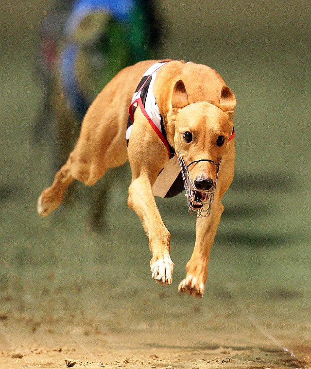 Dog jumping frisbee person air free wallpaper - medium preview image