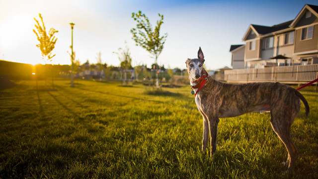 Dog red leash grass house free wallpaper - medium preview image