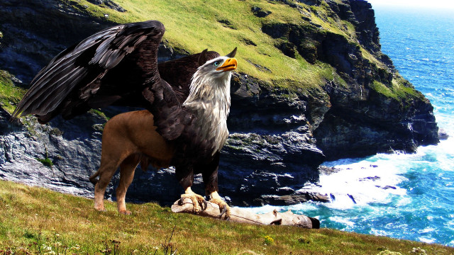 Majestic large beak bird hill free wallpaper - medium preview image