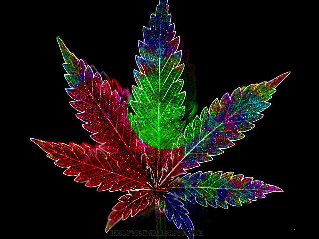 Colorful leaf black background green free wallpaper - medium preview image
