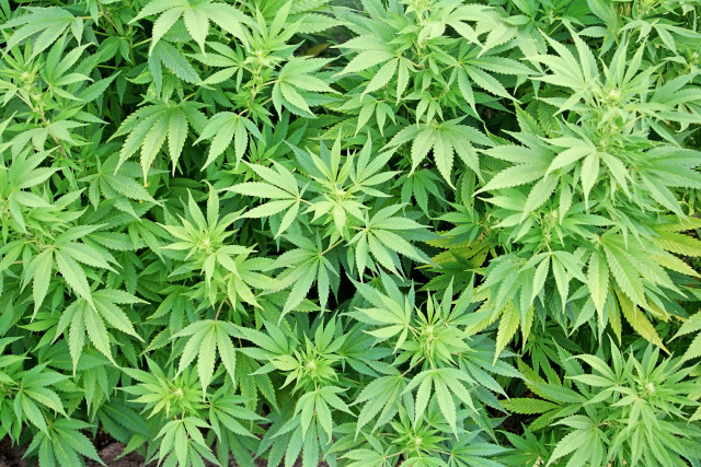 Green plants field grass dirt free wallpaper - medium preview image