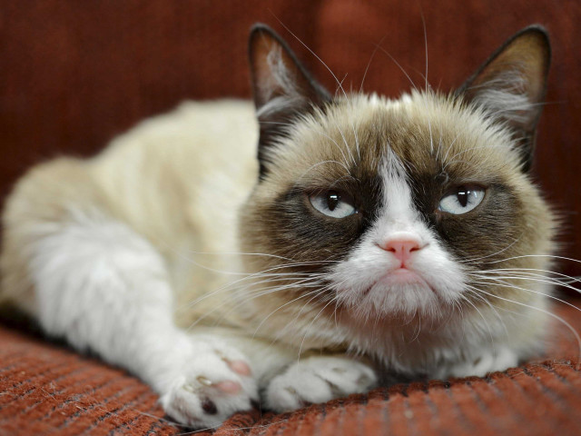 Cat whiteface blueeyes laying couch free wallpaper - medium preview image