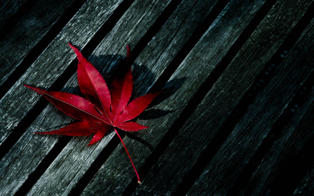 Red leaf wooden bench black #2 free wallpaper - medium preview image