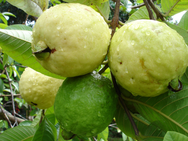 Tree fruit leaves water droplets free wallpaper - medium preview image