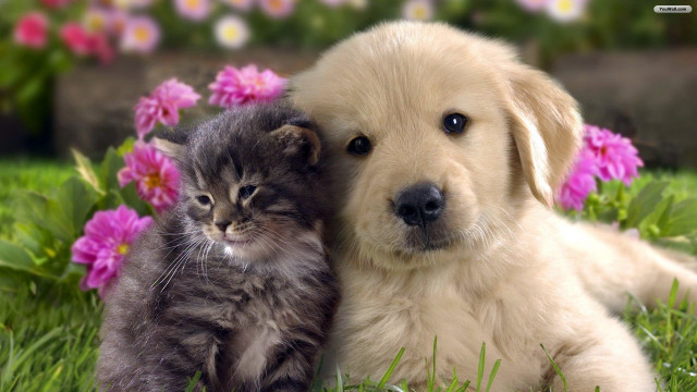 Puppy kitten laying grass together free wallpaper - medium preview image