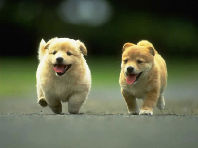 Small dogs running street mouths free wallpaper - medium preview image