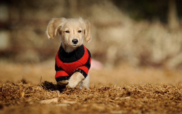 Dog sweater running hay field free wallpaper - medium preview image