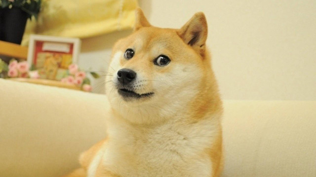 Dog sitting couch surprised looking free wallpaper - medium preview image