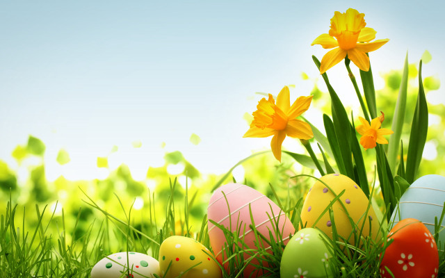 Eggs grass daffodils blue sky free wallpaper - medium preview image