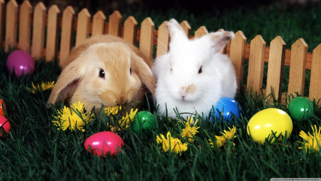 Rabbits easter eggs grass fence free wallpaper - medium preview image