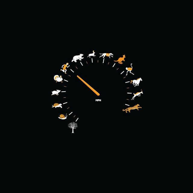 Clock animals night time lapse free wallpaper - medium preview image