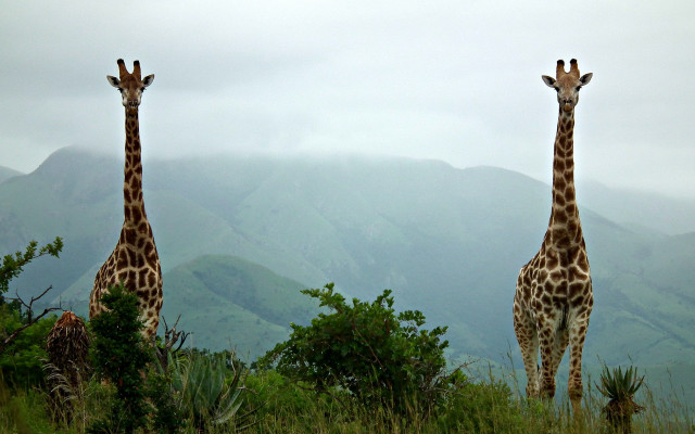 Giraffes field mountains trees nature free wallpaper - medium preview image