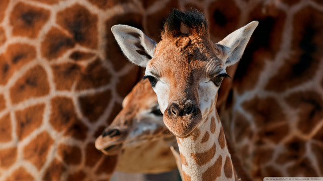 Giraffes close up looking camera free wallpaper - medium preview image