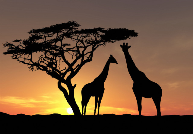 Giraffes tree sunset dawn nature free wallpaper - medium preview image