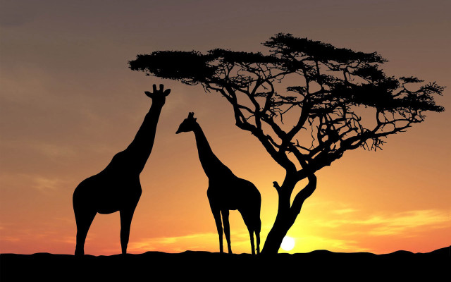 Giraffes tree sunset dawn wild free wallpaper - medium preview image