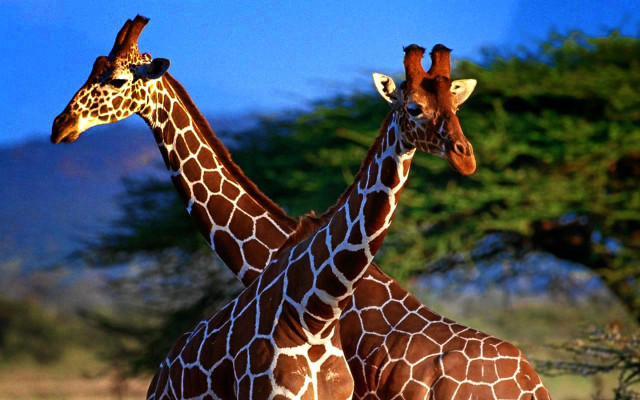 Giraffes standing field trees background free wallpaper - medium preview image