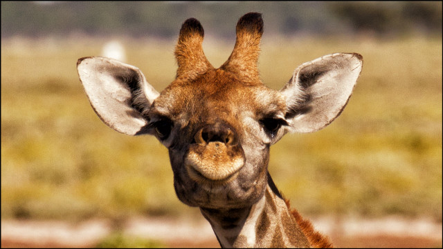 Giraffe big smile happy ears free wallpaper - medium preview image