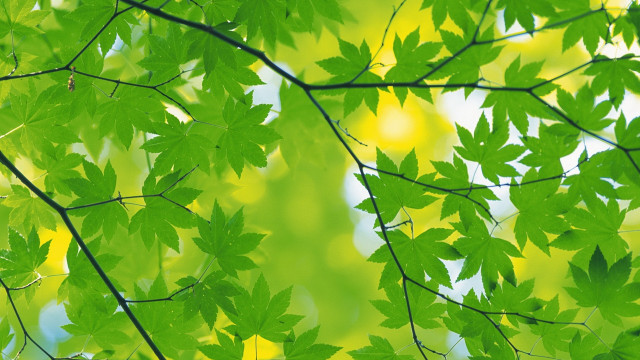 Green leafy tree yellow background #3 free wallpaper - medium preview image