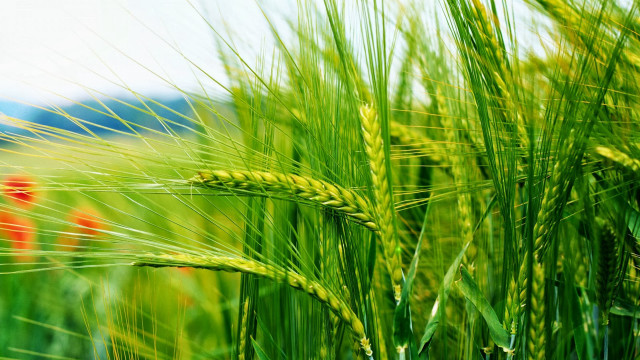 Green grass red flowers blurry free wallpaper - medium preview image