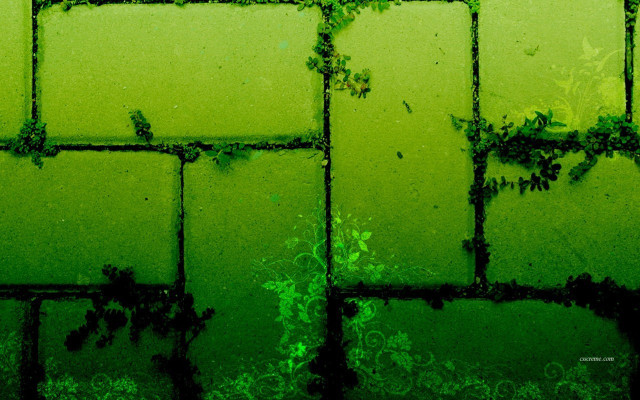 Green tiled wall vines growing free wallpaper - medium preview image