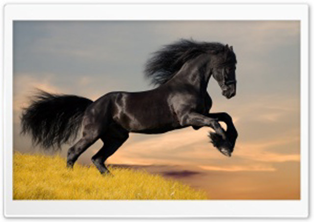 Black horse running hill sunset free wallpaper - medium preview image