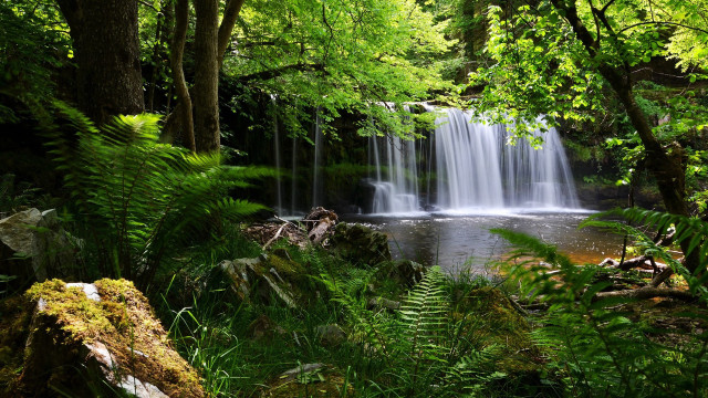 Waterfall forest trees plants stream free wallpaper - medium preview image