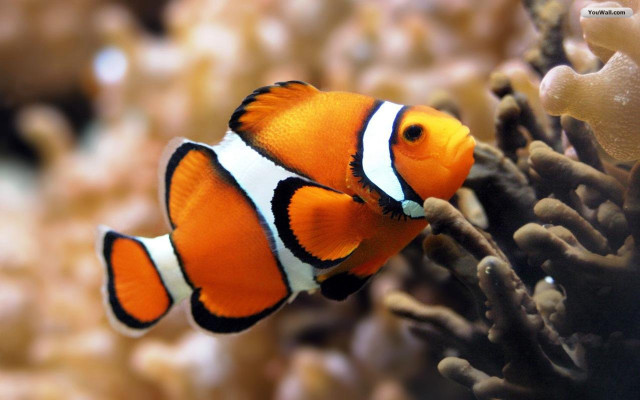 Clown fish aquarium corals background #5 free wallpaper - medium preview image