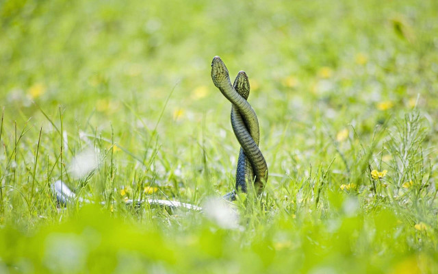 Snake grass cobra blurry nature free wallpaper - medium preview image