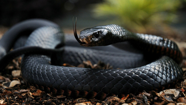 Black cobra snake curled tongue free wallpaper - medium preview image