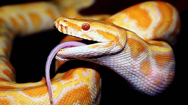 Yellow white snake mouth open free wallpaper - medium preview image