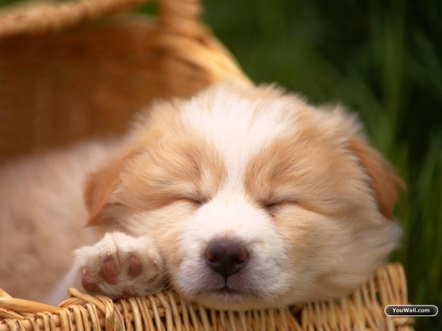 Small dog sleeping basket grass free wallpaper - medium preview image